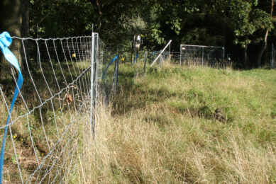 Fencing, like here at the border of Saxony state with Poland, was an important part to keep ASF under control. Photo: Kees van Dooren & Vincent ter Beek