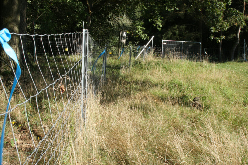 Fencing, like here at the border of Saxony state with Poland, was an important part to keep ASF under control. Photo: Kees van Dooren & Vincent ter Beek