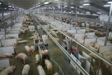 Gestating sows in group housing in a barn in Indiana, US. Photo: Vincent ter Beek
