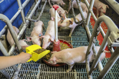 Feeding live larvae is a source of distraction for the pigs. Photos: Top Agrar