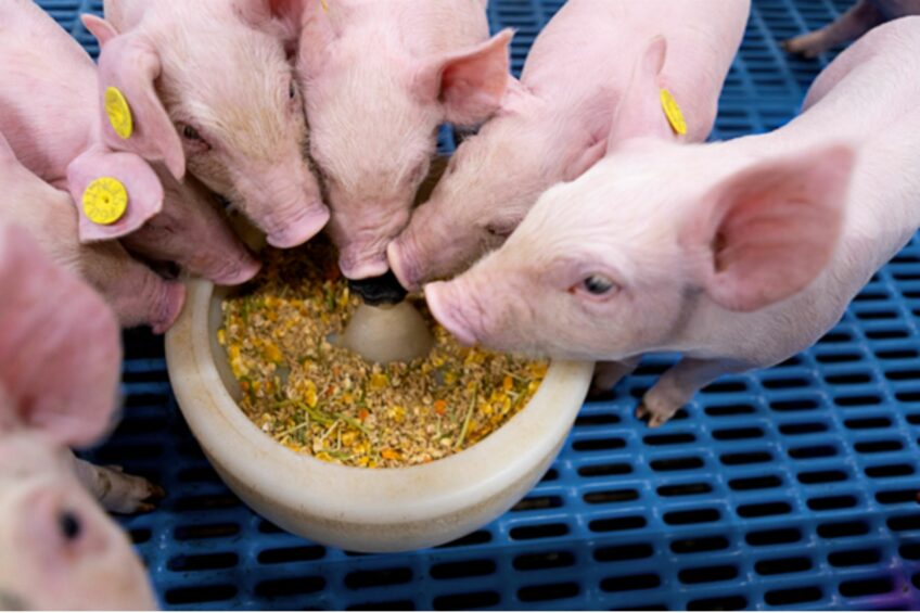 Aligning piglet nutrition with natural needs