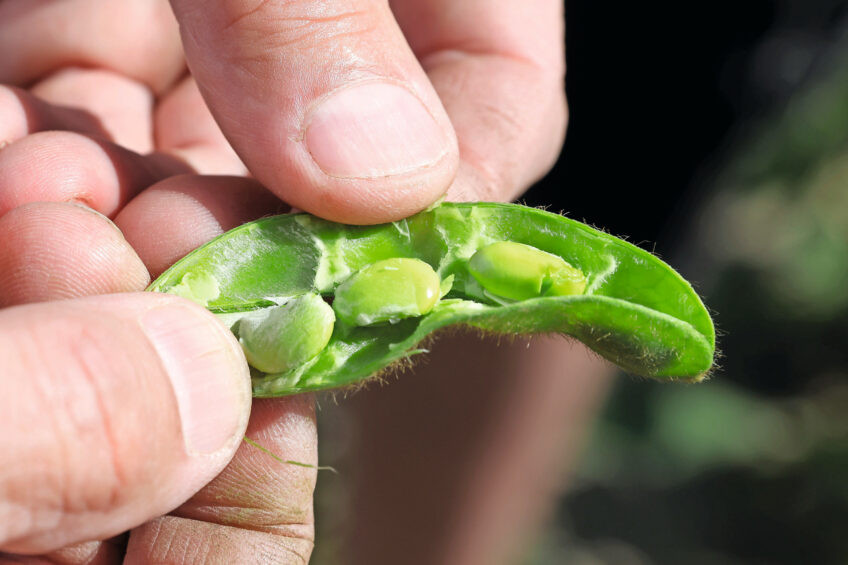 Genetically modified soy varieties promise 5-10% higher yields, potentially making China less dependent on imports. Photo: Ton Kastermans
