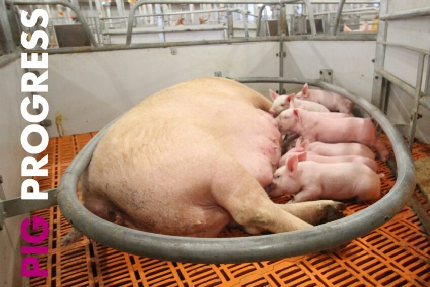 Australia, ASF and attention in Pig Progress 1