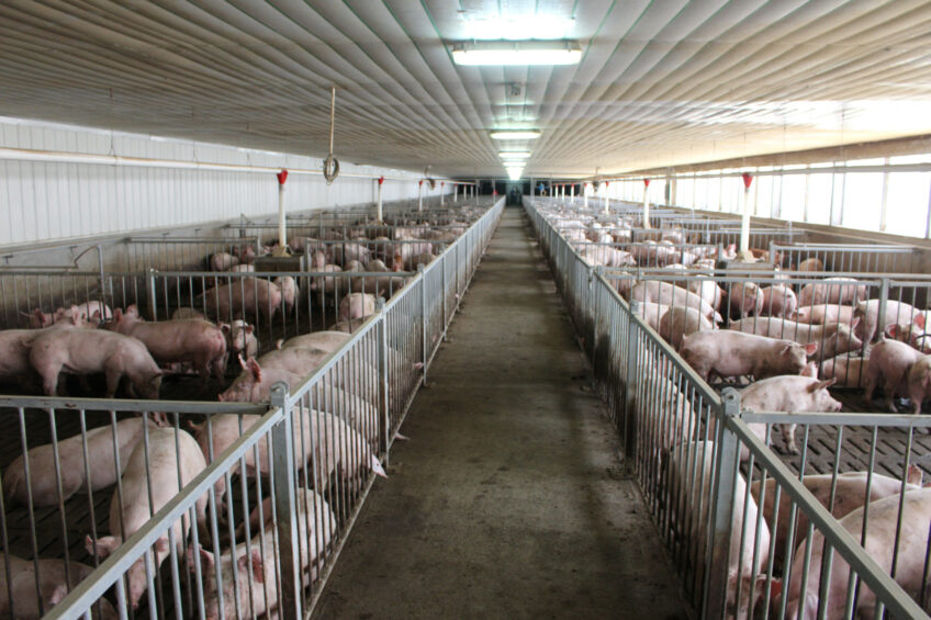 A finisher house on a farm in central Luzon on the Philippines. Photo: Vincent ter Beek