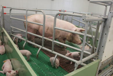 The pig industry in Canada can also opt for PRRS-resistant pigs. This Canadian sow is healthy, but not PRRS-resistant yet. Photo: Vincent ter Beek