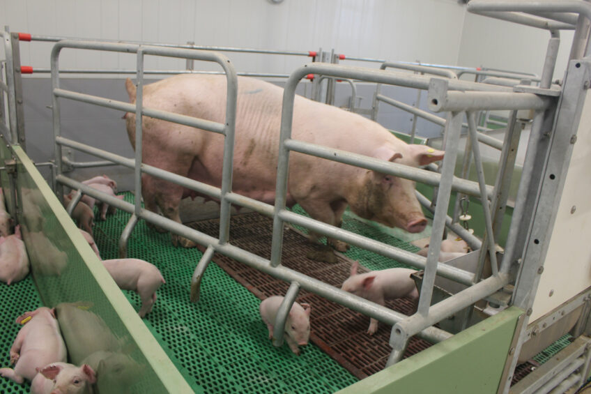 The pig industry in Canada can also opt for PRRS-resistant pigs. This Canadian sow is healthy, but not PRRS-resistant yet. Photo: Vincent ter Beek