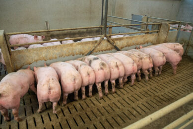 Pigs at a feeding station. While herd sizes are increasing slightly, the total number of pig farms in Austria continues to decline. Photo: Twan Wiermans