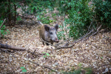 A healthy wild boar spotted in a Spanish forest. Photo: Dreamstime