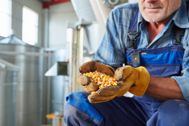 mycotoxin risk