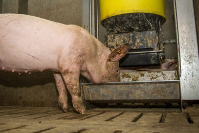 PAP has been banned in the UK for 38 years due to the BSE epidemic, when scientists found that feeding contaminated meat and bonemeal was one of the keyways of recirculating the disease in livestock. Photo: Peter Roek