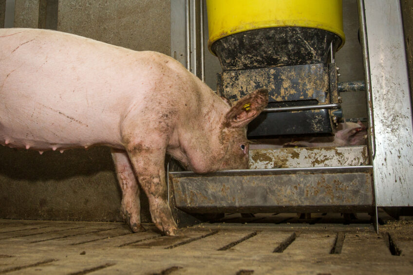 PAP has been banned in the UK for 38 years due to the BSE epidemic, when scientists found that feeding contaminated meat and bonemeal was one of the keyways of recirculating the disease in livestock. Photo: Peter Roek
