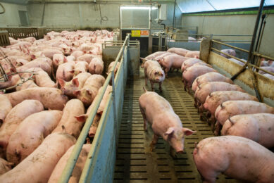 Finisher pigs enjoying a meal on a farm in Brittany, France. Photo: Twan Wiermans