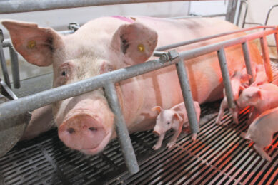 A sow in a farrowing pen on a farm in Lipetsk region, Russia. Photo: Vincent ter Beek