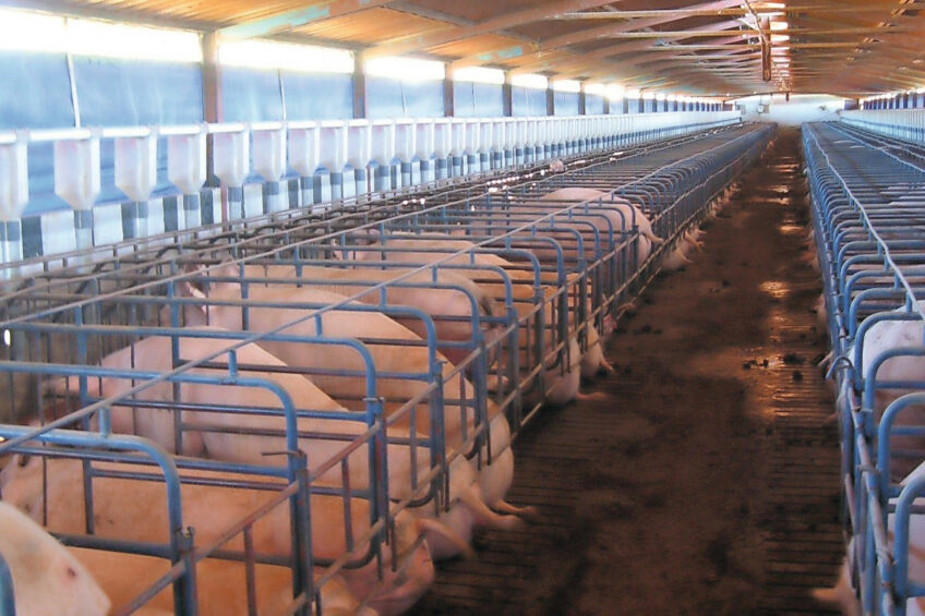 Gestating sows in a farm near Pietermaritzburg, KwaZulu Natal province, South Africa. Photo: Vincent ter Beek