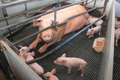A sow in a farrowing crate on a farm in North Carolina, USA. Photo: Vincent ter Beek