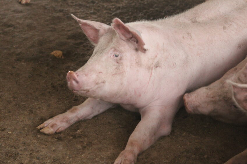 South Korea had to cull over 148,000 pigs in a wave of ASF infections in the first 3 months of 2026. Photo: Vincent ter Beek
