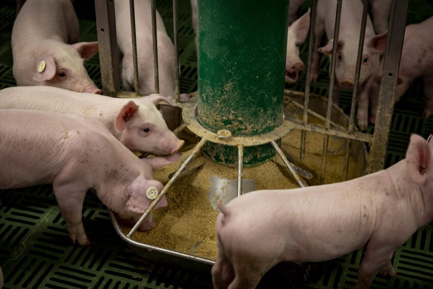More pig feed produced in Germany in 2025
