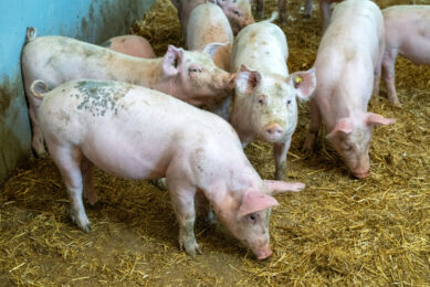 Weaned piglets on an organic farm. Photo: Cor Salverius
