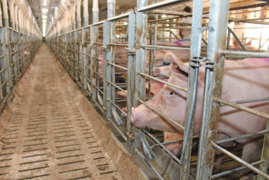 Sows in a gestation house in a farm in Eastern Europe. Photo: Vincent ter Beek