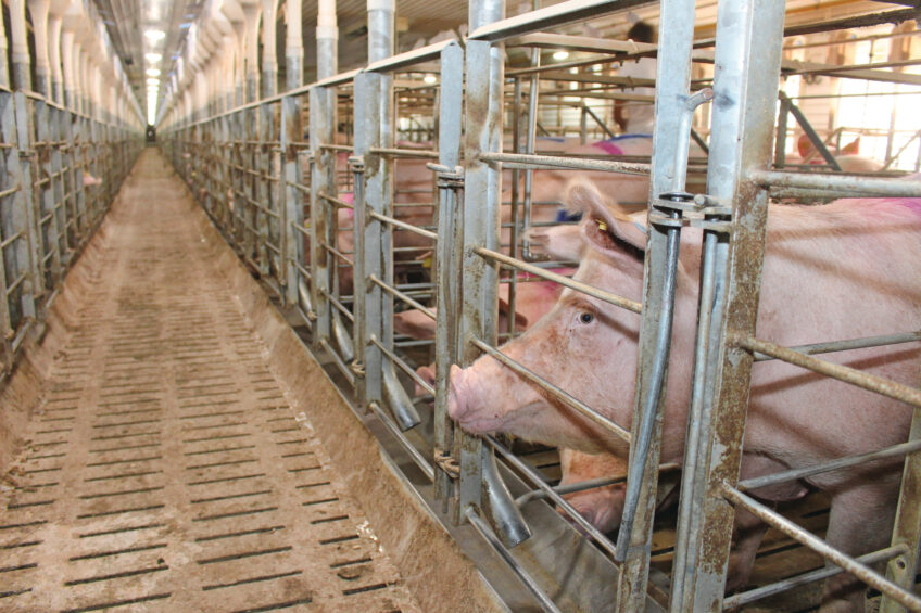 Sows in a gestation house in a farm in Eastern Europe. Photo: Vincent ter Beek