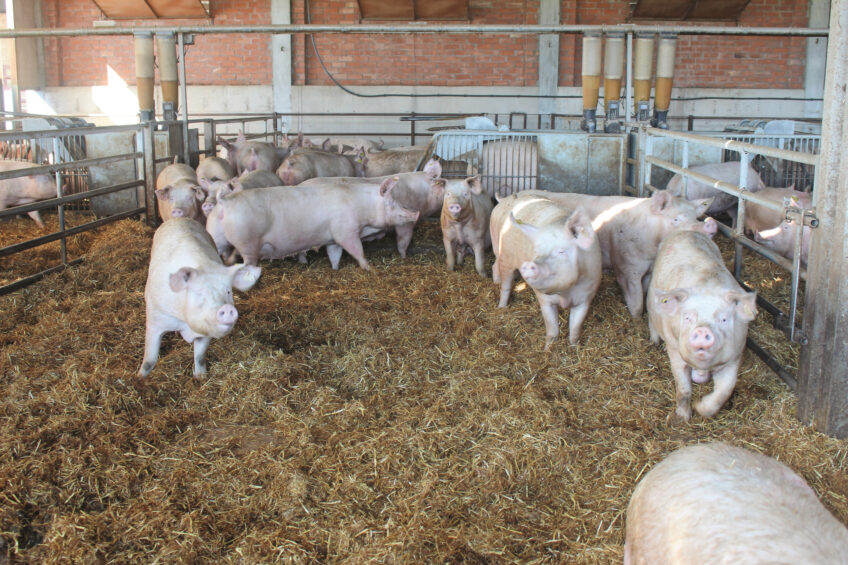 Farm visit: Welfare meets curiosity, computers and comfort