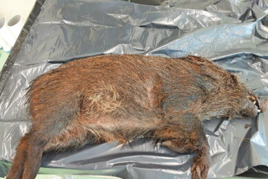 A wild boar, found dead in Collserola Natural Park, before being necropsied by IRTA-CReSA pathologists. Photo: IRTA-CReSA