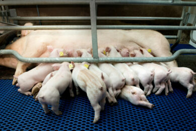Heat stress not only affects sow performance but also programmes the unborn piglet. Photo: Cargill Animal Nutrition & Health