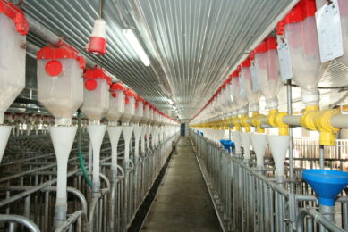 Sow house at a commercial pig farm close to Beijing. Photo: Vincent ter Beek