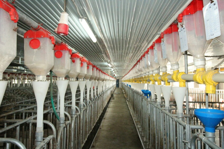 Sow house at a commercial pig farm close to Beijing. Photo: Vincent ter Beek