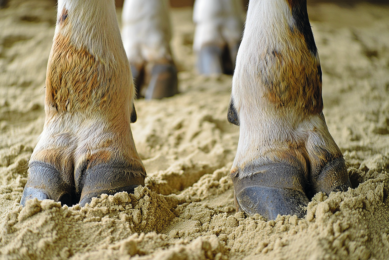 Greek island confirms FMD in sheep and cattle
