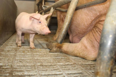 Piglet in a farrowing pen on a farm in Spain. Photo: Vincent ter Beek