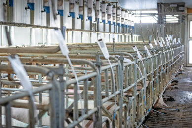 Artificial insemination of a group of sows on a farm in the Netherlands. Photo: De Wilde Media