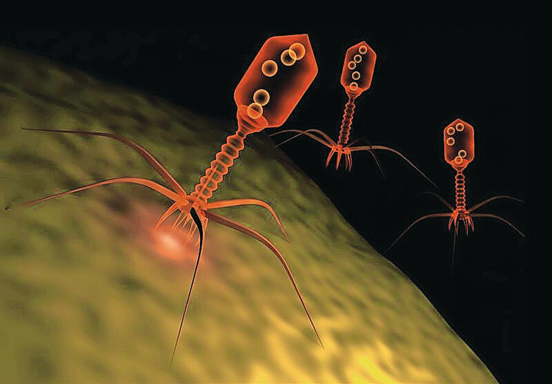 Computerised illustration of bacteriophages in action. Photo: Dreamstime | Monika Wisniewska