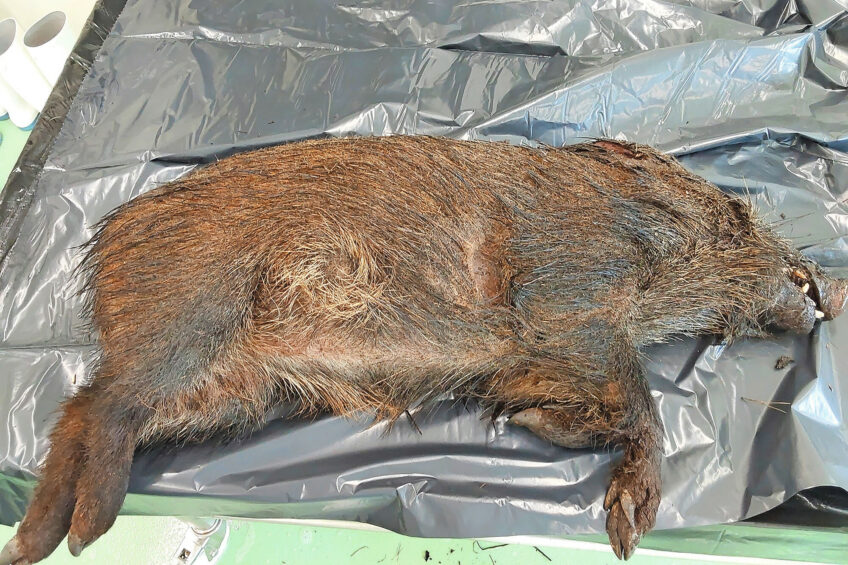 A dead wild boar found in Barcelona province. Photo: IRTA-CReSA