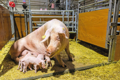 Free farrowing pens will become the standard in Germany by 2035. Photo: Ronald Hissink