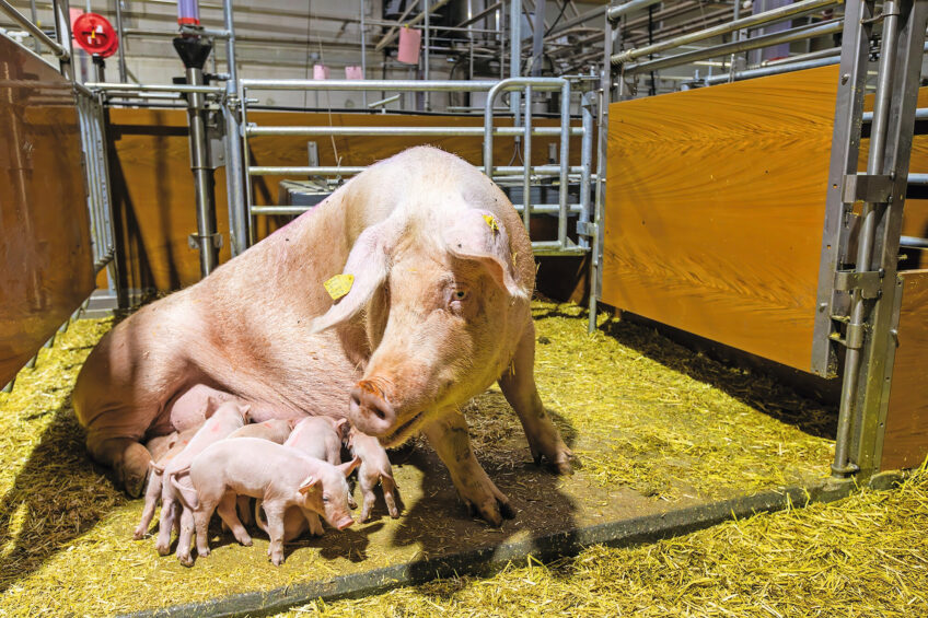 Free farrowing pens will become the standard in Germany by 2035. Photo: Ronald Hissink