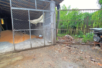 A biosecurity problem in the Dominican Republic captured in one image: a neighbouring pig is wandering around in search of feed and enters a small feed factory. Photo: Dr Carlos Trincado