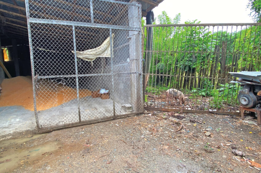 A biosecurity problem in the Dominican Republic captured in one image: a neighbouring pig is wandering around in search of feed and enters a small feed factory. Photo: Dr Carlos Trincado
