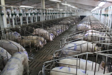 Romanian pig industry faces deepening financial crisis