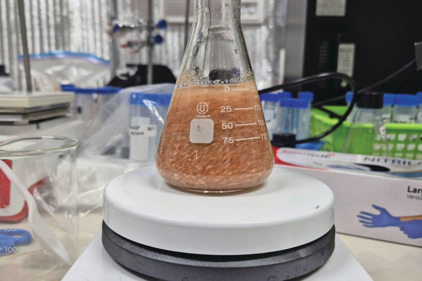 Solvent extraction of DON from infected wheat grains. Photo: University of Saskatchewan