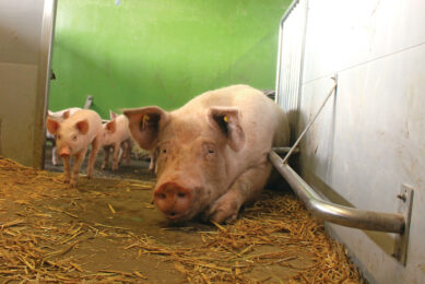 A sow in a farrowing pen in Switzerland without being fixated. Photo: Vincent ter Beek