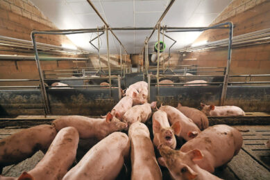 A challenging outlook for pig producers worldwide: rising productivity and stable or weakening demand are putting pressure on prices, particularly in key markets such as Europe and China. Photo: Bert Jansen