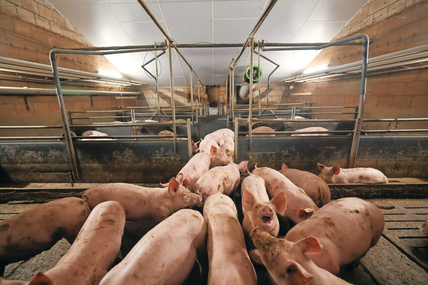 A challenging outlook for pig producers worldwide: rising productivity and stable or weakening demand are putting pressure on prices, particularly in key markets such as Europe and China. Photo: Bert Jansen