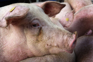 ASF Romania: Farm-to-farm contact played big role in spread