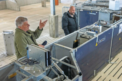 Veterinarian Gheorghe Păștean (left) and Daniel Galis (right) at the feeding stations in the new sow house. Photos: Mark Pasveer