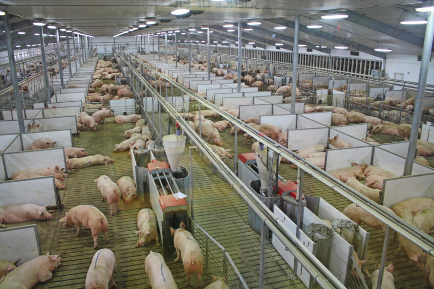 A gestation area with ESF stations on a farm in Indiana, USA. Prop 12 states that a gestating sow should have 2.2 m2 at her disposal and be able to turn around. Photo: Vincent ter Beek