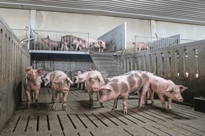 A 2-level pen as used on a farm in the south of the Netherlands. Photo: Matthijs Verhagen