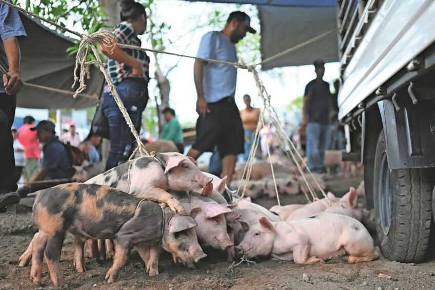 Photo: Marvin Recinos | AFP | ANP