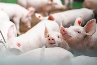 High hygiene standards promote piglet health and productivity, while also supporting sustainability by reducing mortality, minimising treatments and lowering production losses. Photo: CID Lines
