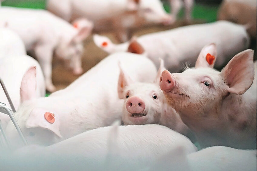 High hygiene standards promote piglet health and productivity, while also supporting sustainability by reducing mortality, minimising treatments and lowering production losses. Photo: CID Lines